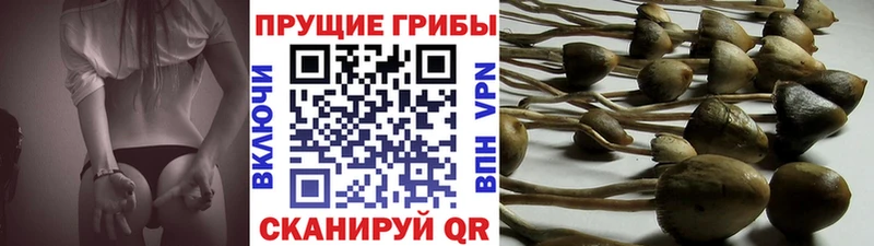 закладки Вытегра Псилоцибиновые грибы Psilocybe